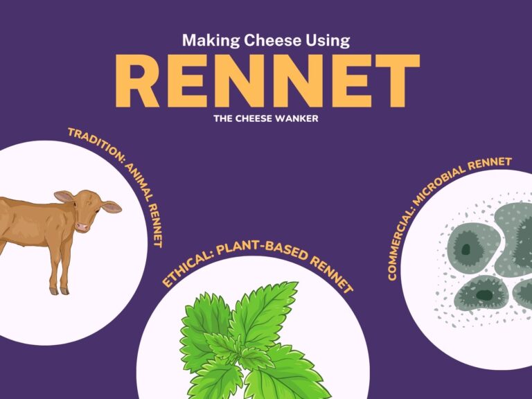 Rennet in Cheesemaking How to Coagulate Milk