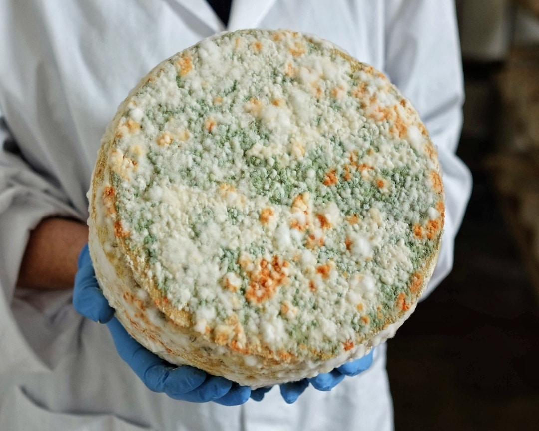 Orange mould on wheel of cheese
