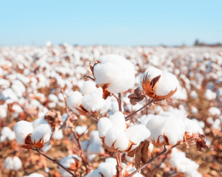 Field of pure white cotton against a blue sky