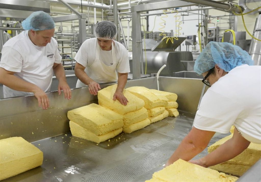 Cheese makers making Cheddar using the cheddaring technique