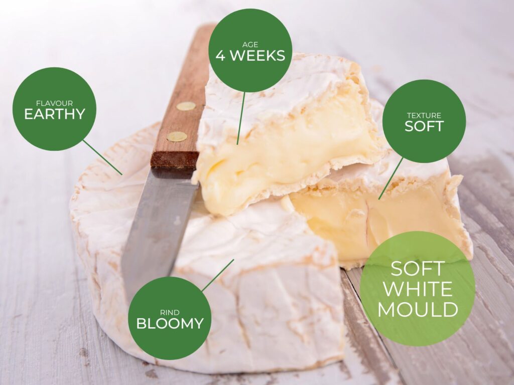 Soft White Mould Cheese