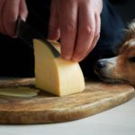 Will Cheese Make My Dog Sick?