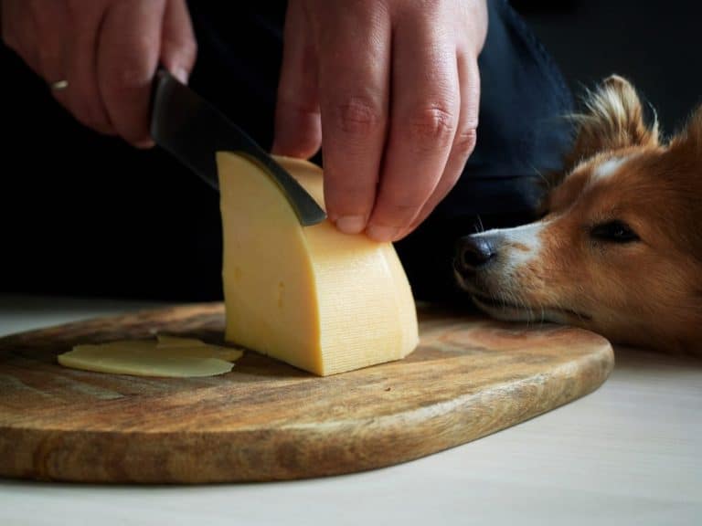 Small dog eyeing cheese on table