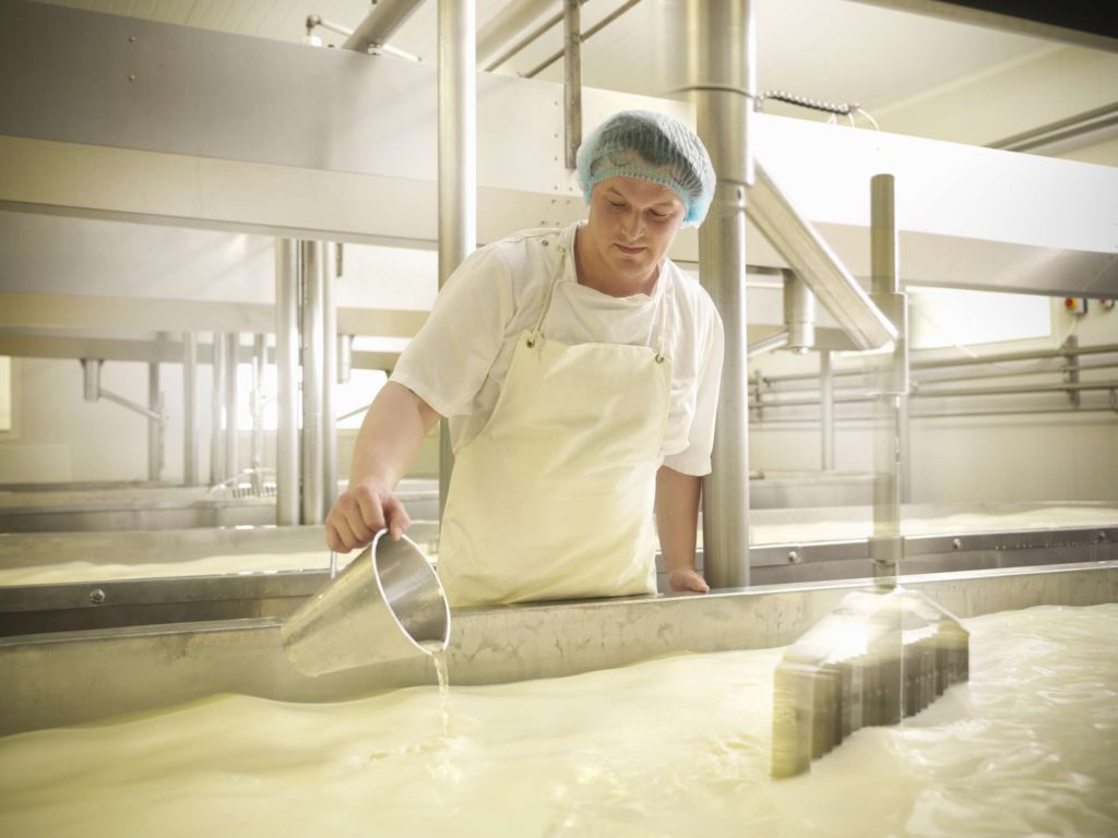 奶酪製造商在一大桶牛奶中加入液體凝乳酶