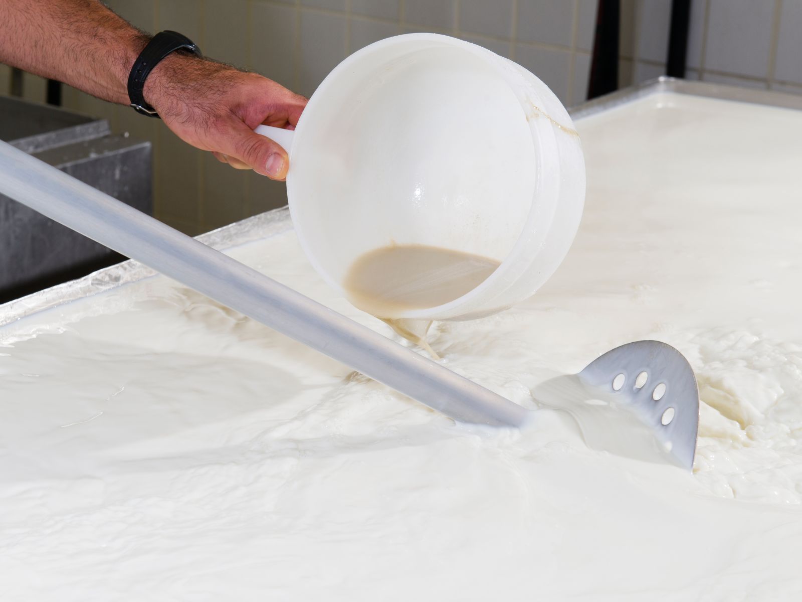 Cheesemaker adding liquid rennet to milk