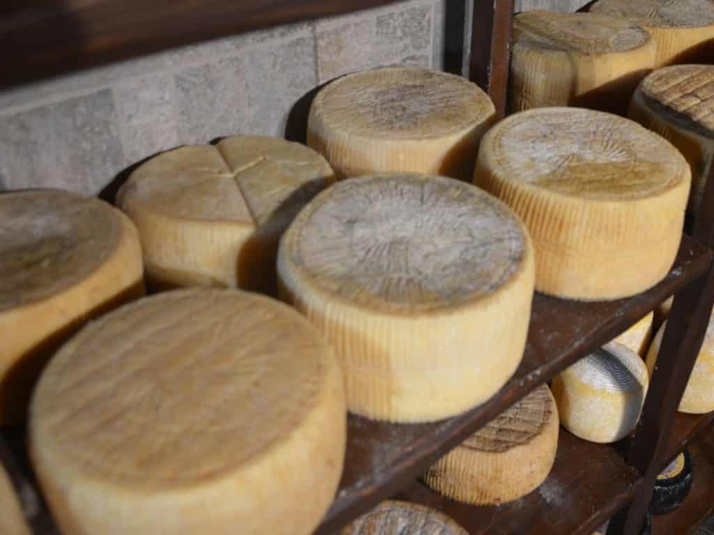Wheels of hard Greek PDO cheese Graviera Naxou on wooden shelves