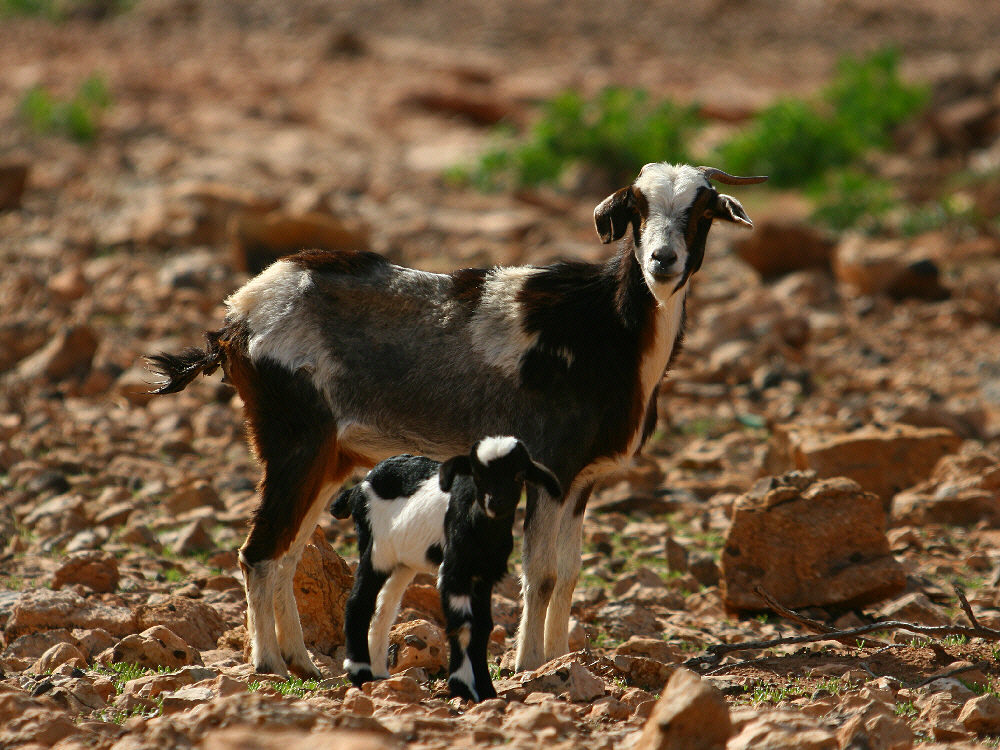Cabra Majorera doe with kid