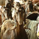 10 Best Goat Breeds: Ranked By Cheese Yield (/100kg of Milk)