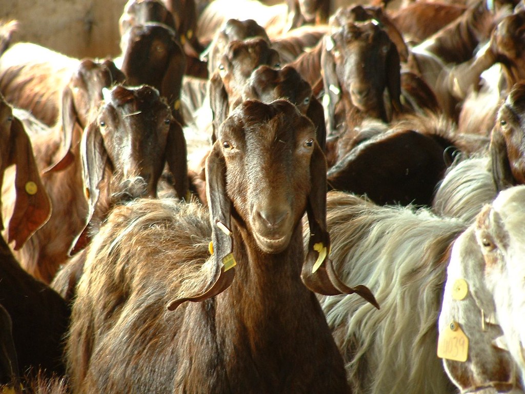 Herd of Damascus Goats