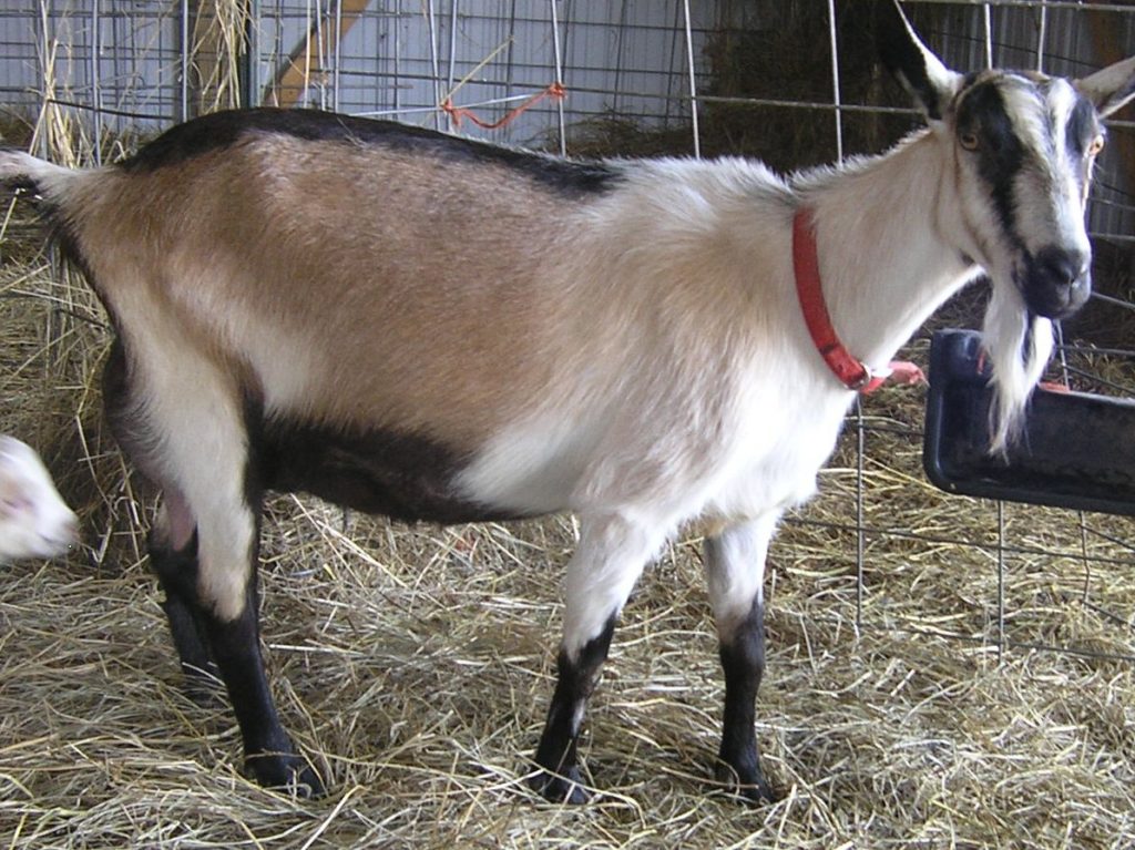 French Alpine Goat