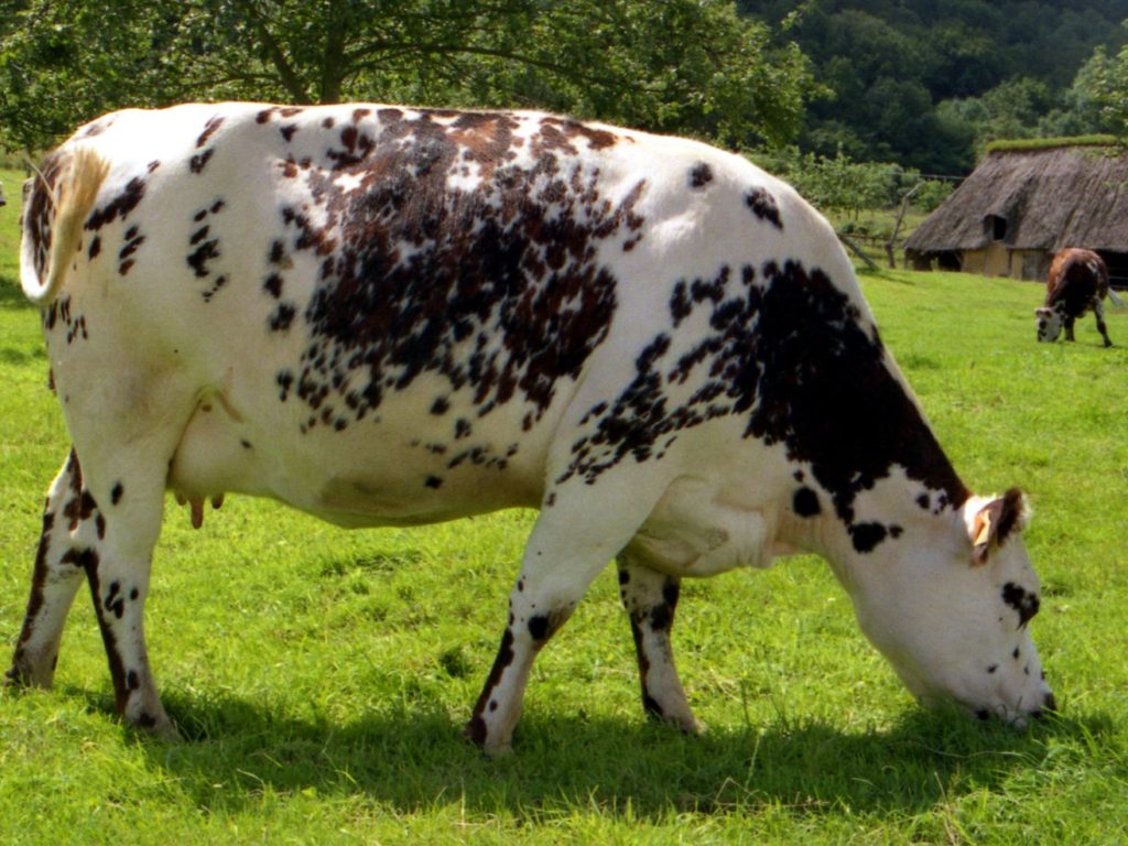 Large brown and white Normande cow grazing