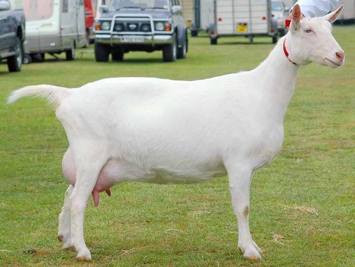 White Saanen goat