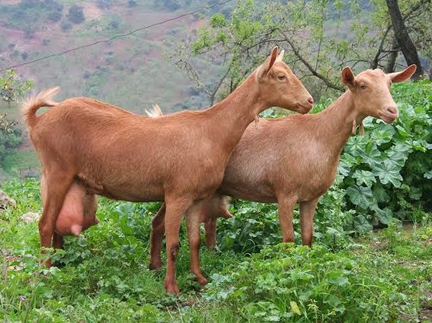 Cabras Malagueñas brown goat