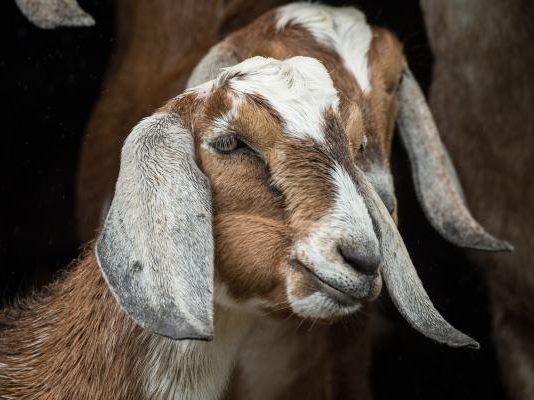 One-year-old African Nubian goats, with their distinctive long ears