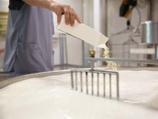 Worker adding culture to milk in curd preparation tank at cheese factory, closeup