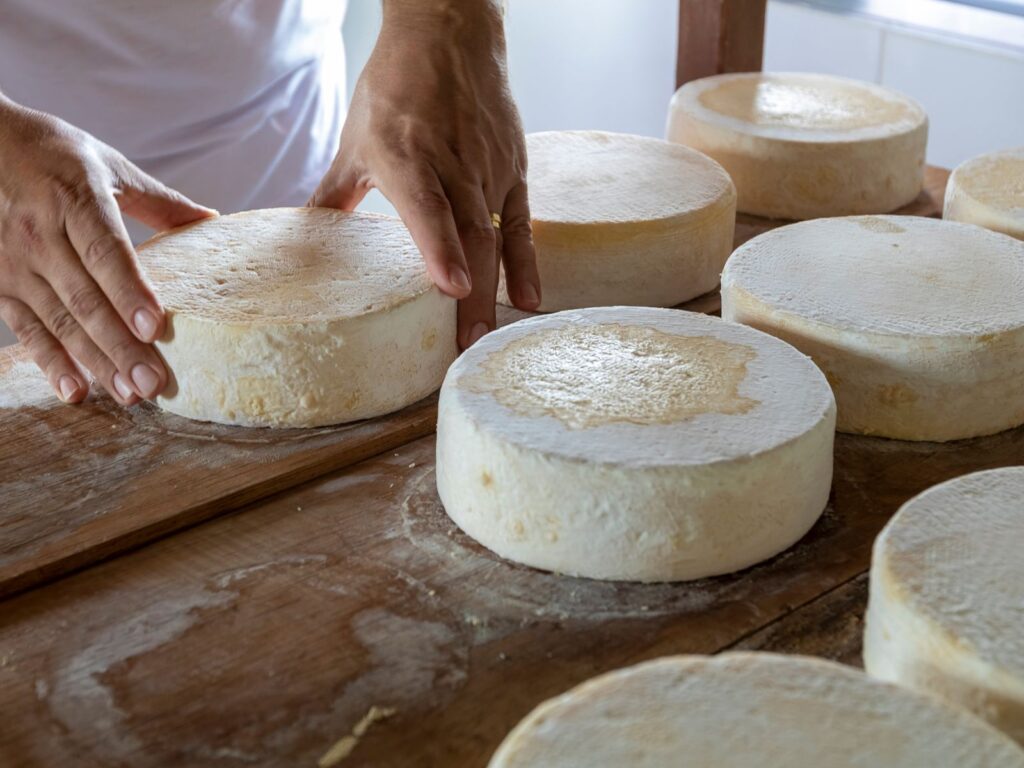 Making artisanal cheese