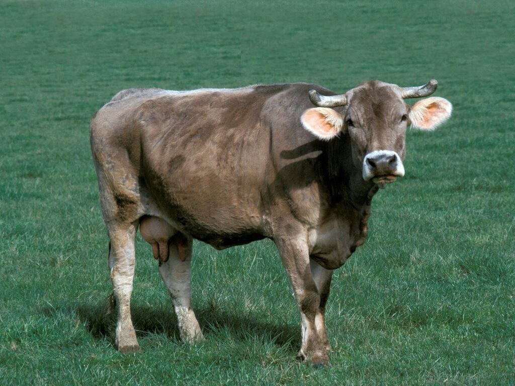 Brune cow