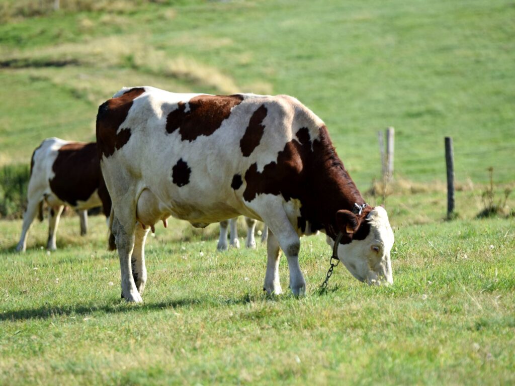 Montbéliarde cow grazing in pastures