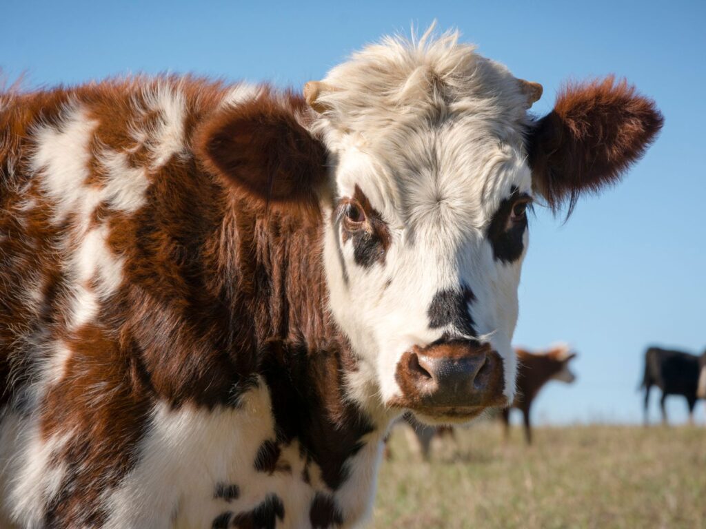 Normande cow with brown patch around eyes