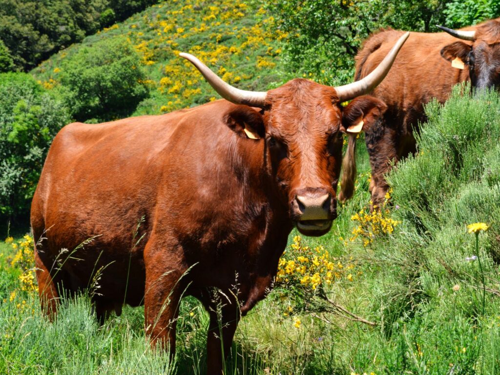 Salers Cow with long curved horns