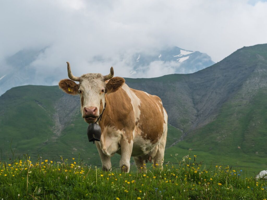 Simmental cow in mountain pastures