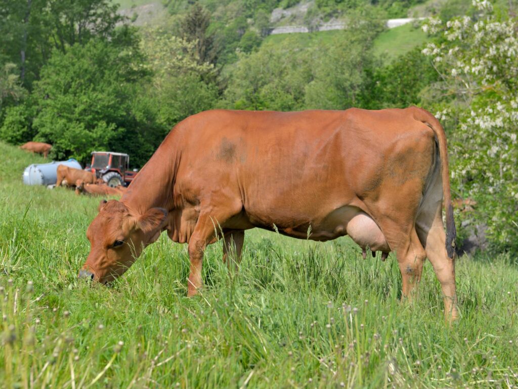 Brown Tarentaise cow grazing in green pastures
