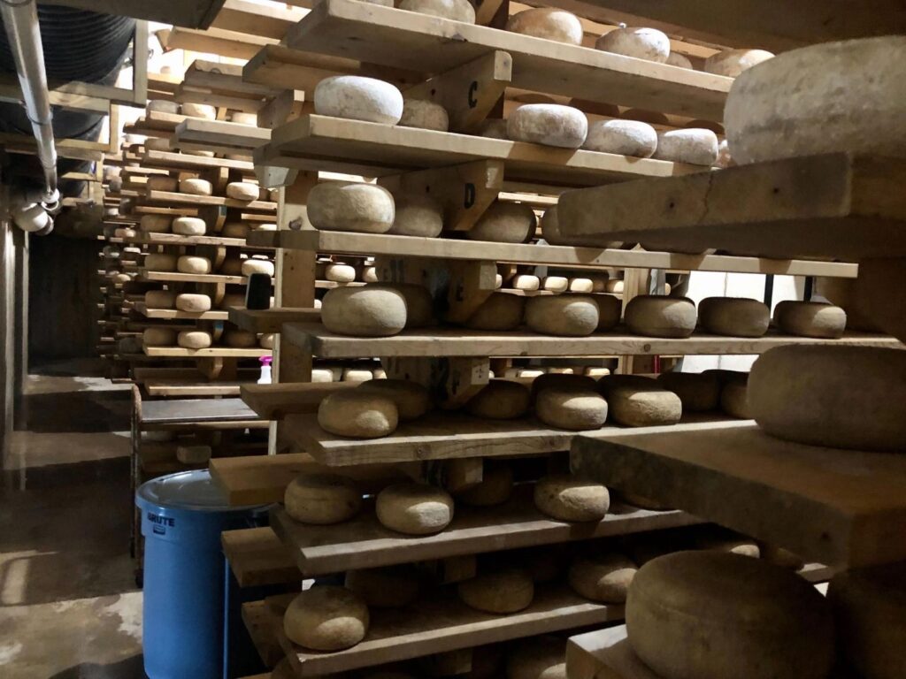 Wheels of cheese maturing on wooden shelves