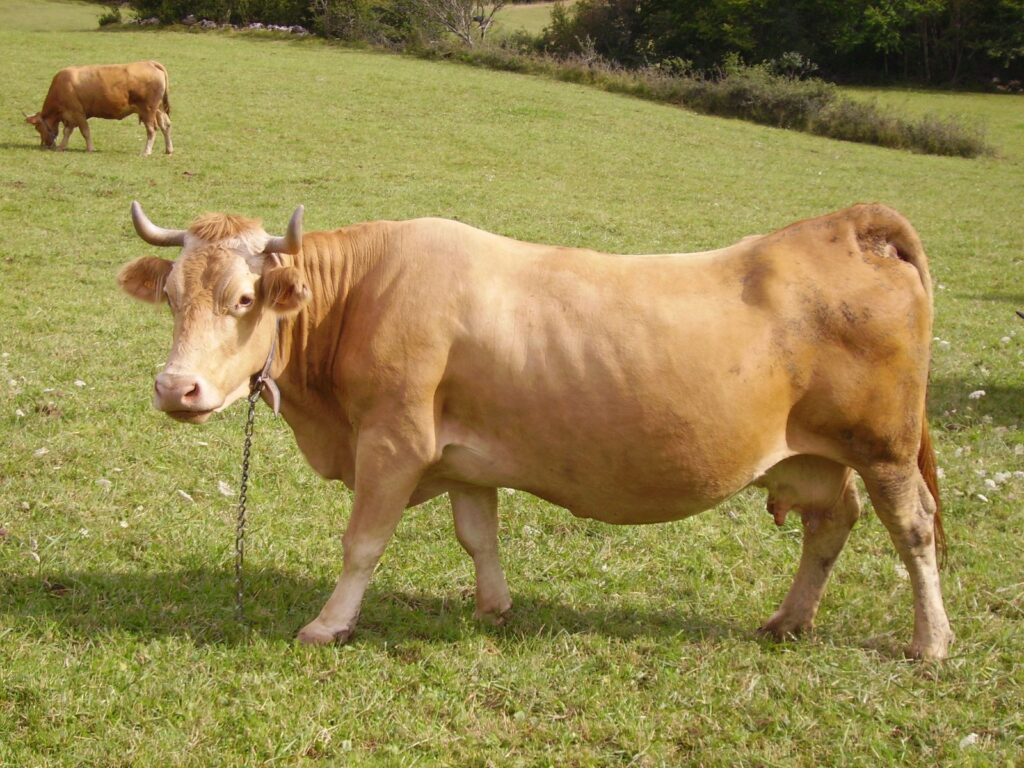 Beige Villard de Lans cow in green meadow