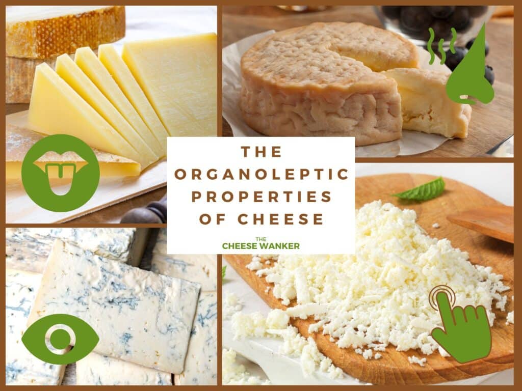The Organoleptic Properties of Cheese
