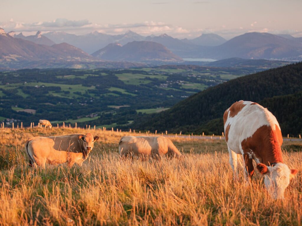 Mountain pastures in Haute-Savoie with brown and white cow grazing in foreground